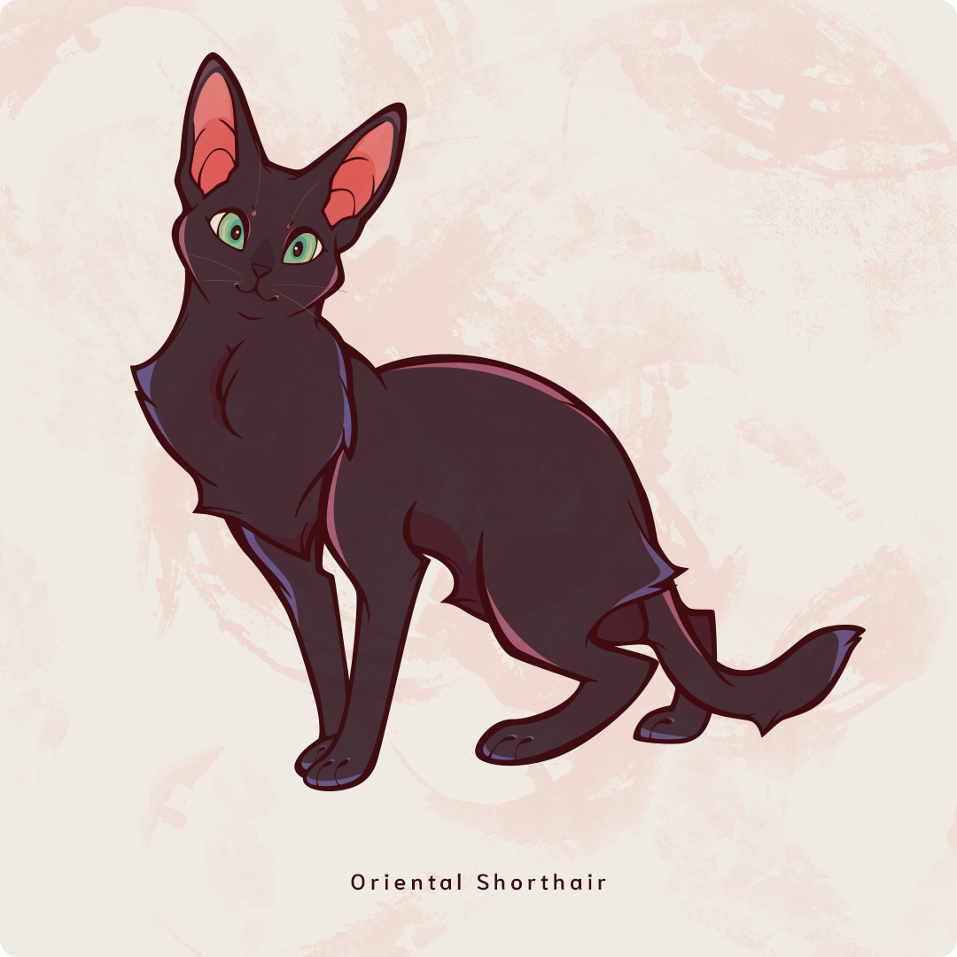 OrientalShorthair