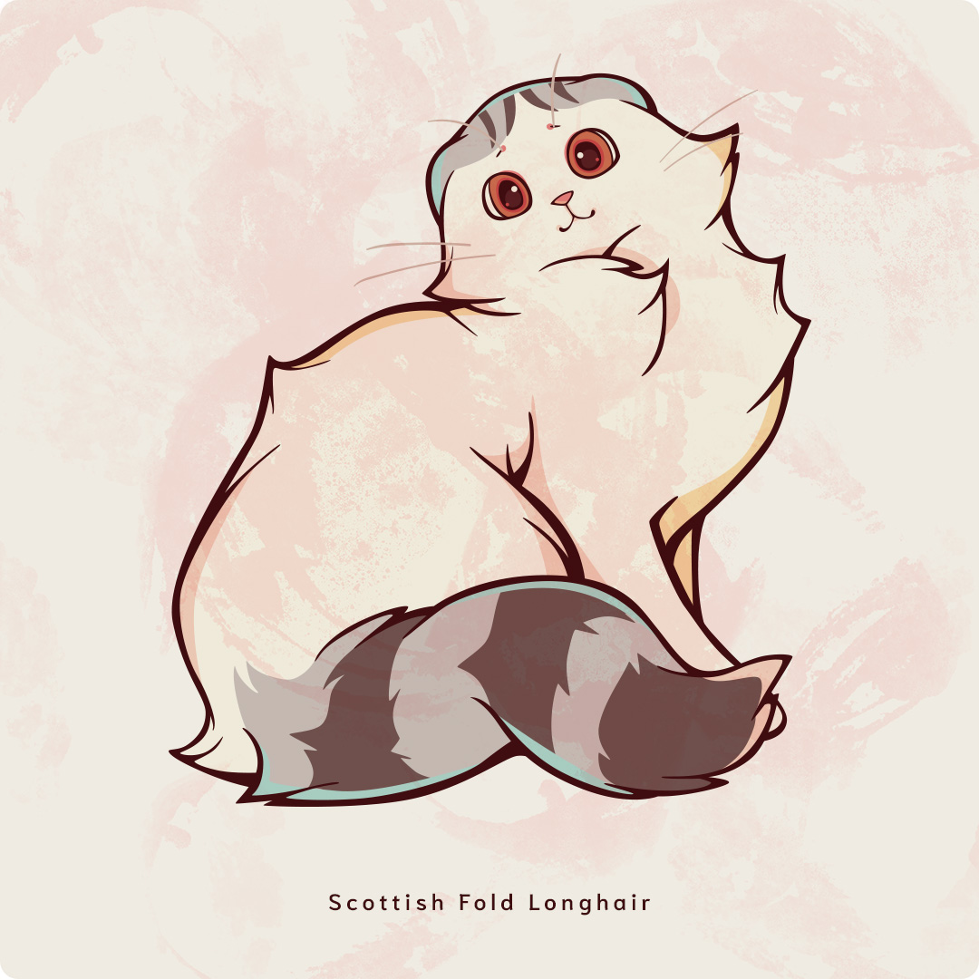 ScottishFoldLonghair