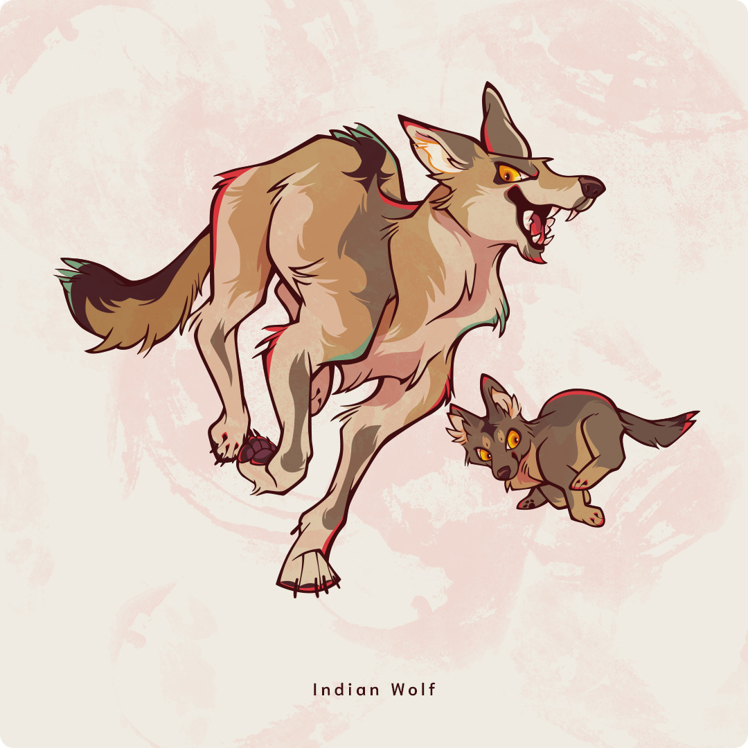 Indian Wolf